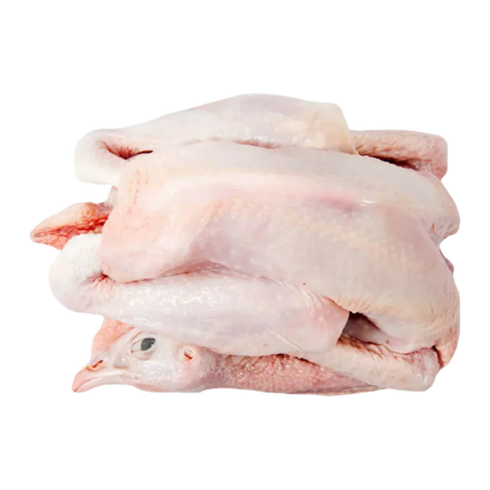 Rooster Chicken