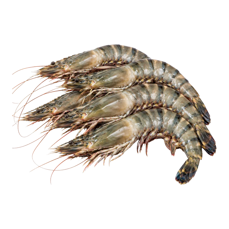 Black Tiger Shrimp 15