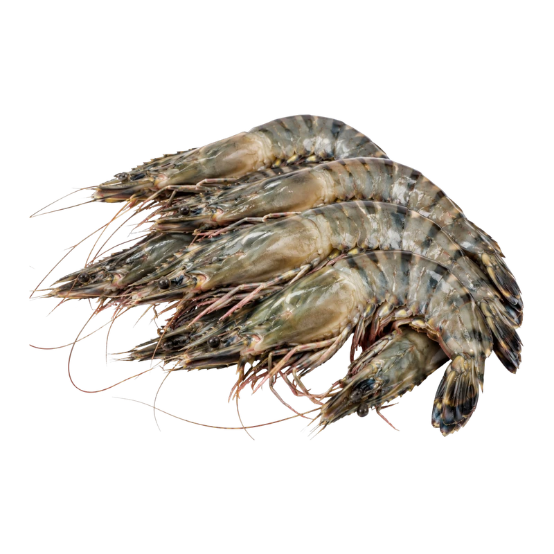 Black Tiger Shrimp 20